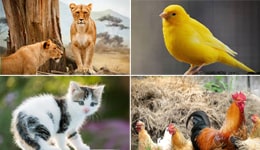 animals_birds_pets_livestocks